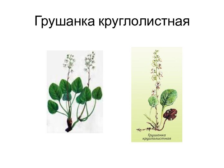 Грушанка круглолистная