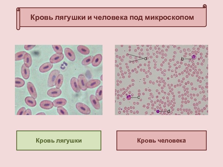 Кровь лягушки и человека под микроскопомКровь лягушки Кровь человека