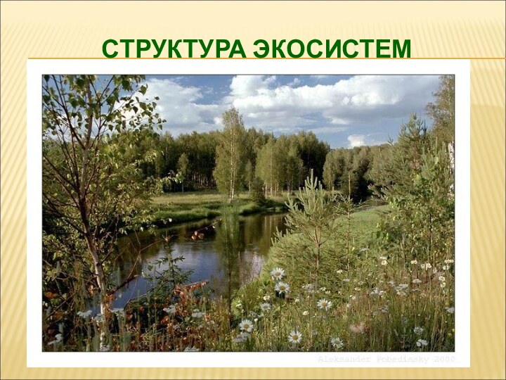 СТРУКТУРА ЭКОСИСТЕМ