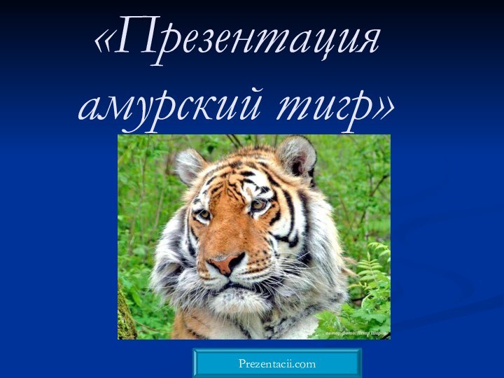 «Презентация амурский тигр»Prezentacii.com