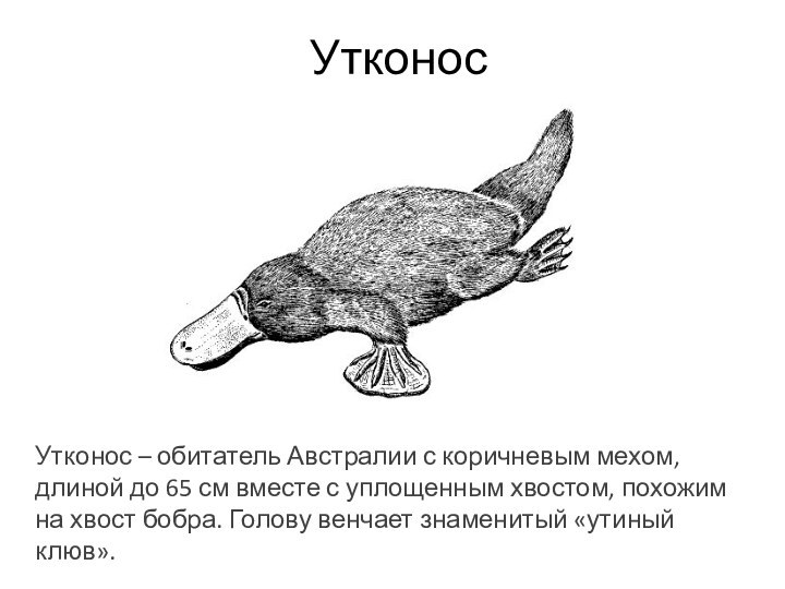 УтконосУтконос – обитатель Австралии с коричневым мехом, длиной до 65 см вместе