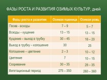 Фазы роста и развития озимых культур