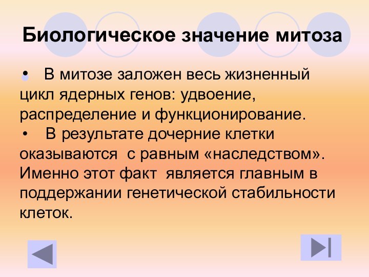 Биологическое значение митоза  В митозе заложен весь жизненный цикл ядерных генов: