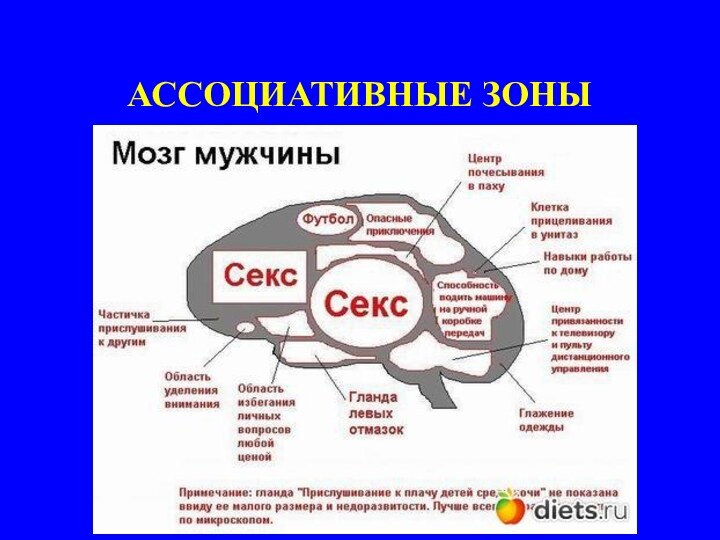 АССОЦИАТИВНЫЕ ЗОНЫ