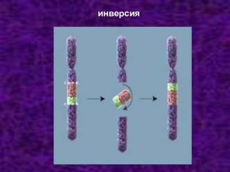 Мутации: инверсия, транслокация, делеция, дупликация