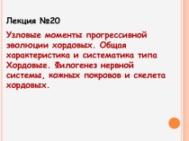 Узловые моменты прогрессивной эволюции хордовых. Общая характеристика и систематика типа Хордовые