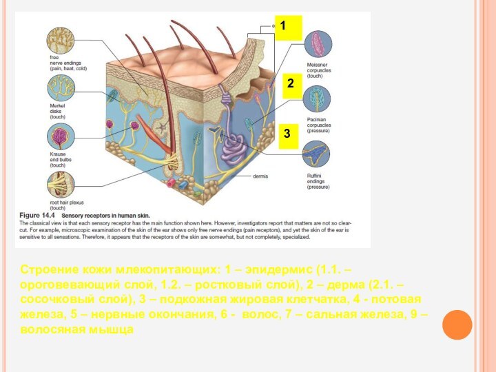 Строение кожи млекопитающих: 1 – эпидермис (1.1. – ороговевающий слой, 1.2. –