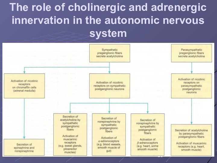 The role of cholinergic and adrenergic innervation in the autonomic nervous system