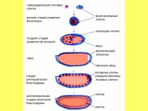 Развитие эмбриона мухи дрозофилы