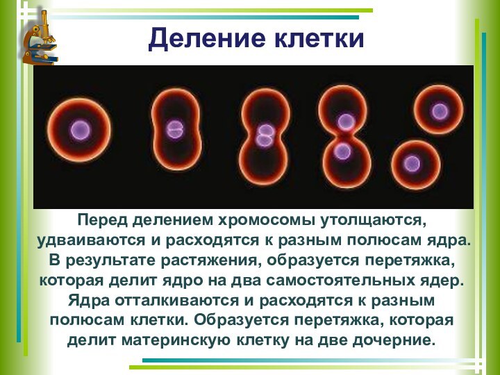 Деление клетки Перед делением хромосомы утолщаются, удваиваются и расходятся к разным полюсам