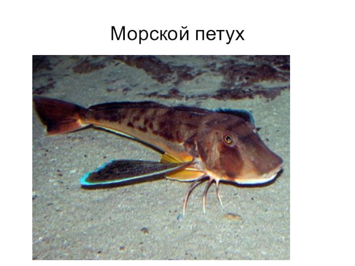 Морской петух