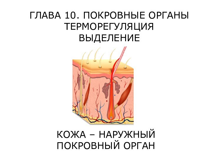 ГЛАВА 10. ПОКРОВНЫЕ ОРГАНЫ ТЕРМОРЕГУЛЯЦИЯ ВЫДЕЛЕНИЕКОЖА – НАРУЖНЫЙ ПОКРОВНЫЙ ОРГАН