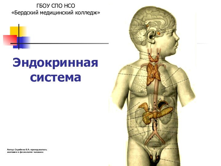 Эндокринная системаАвтор: Скрябина Е.А.-преподаватель анатомии и физиологии человекаГБОУ СПО НСО «Бердский медицинский колледж»