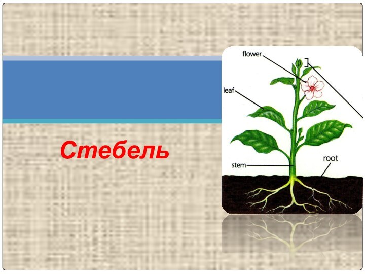 Стебель