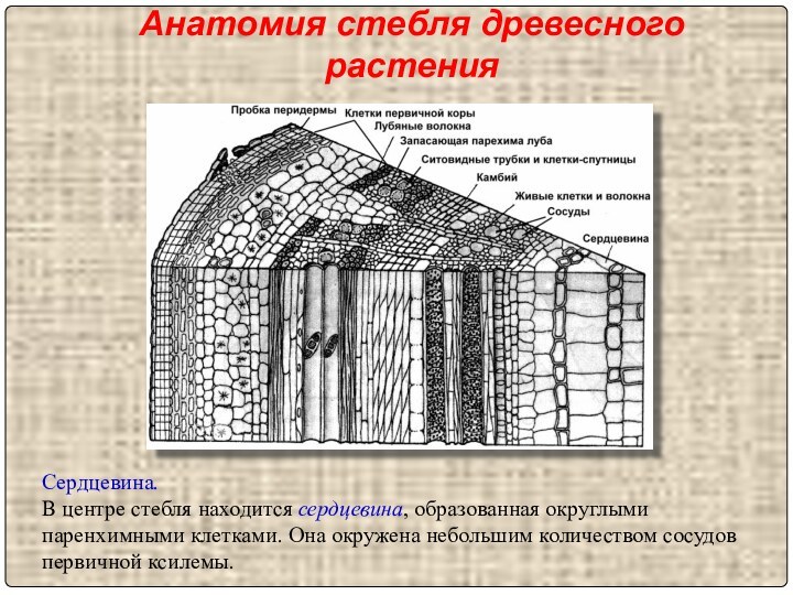 Сердцевина.В центре стебля находится сердцевина, образованная округлыми паренхимными клетками. Она окружена небольшим