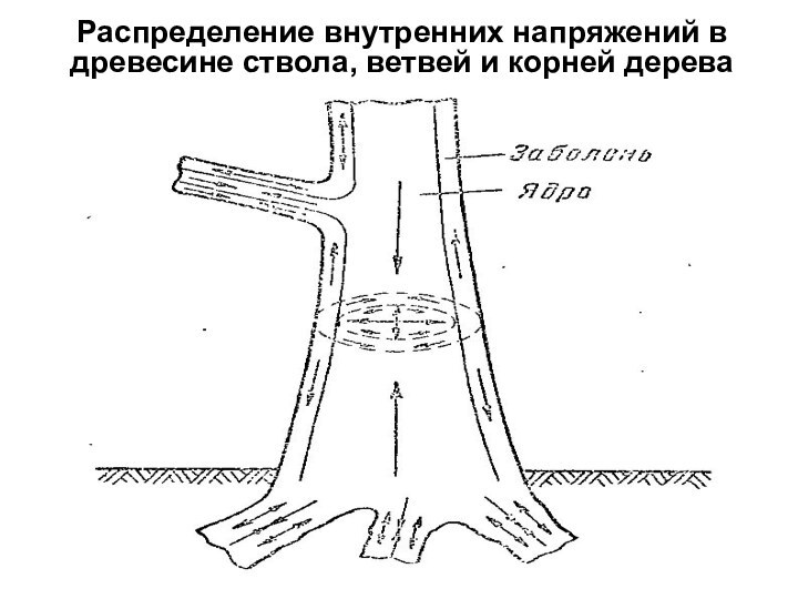 Распределение внутренних напряжений в древесине ствола, ветвей и корней дерева