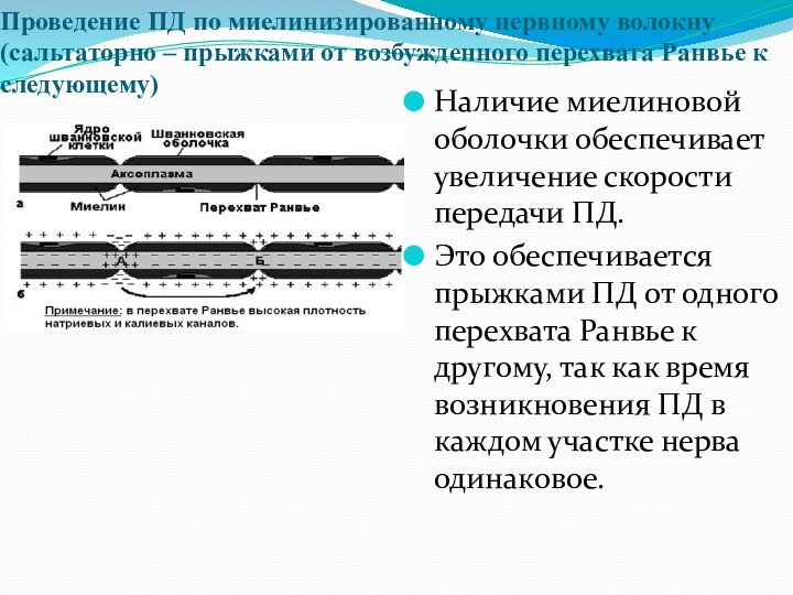 Проведение ПД по миелинизированному нервному волокну (сальтаторно – прыжками от возбужденного перехвата