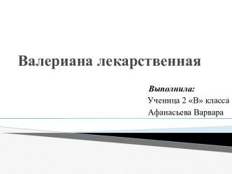 Валериана лекарственная