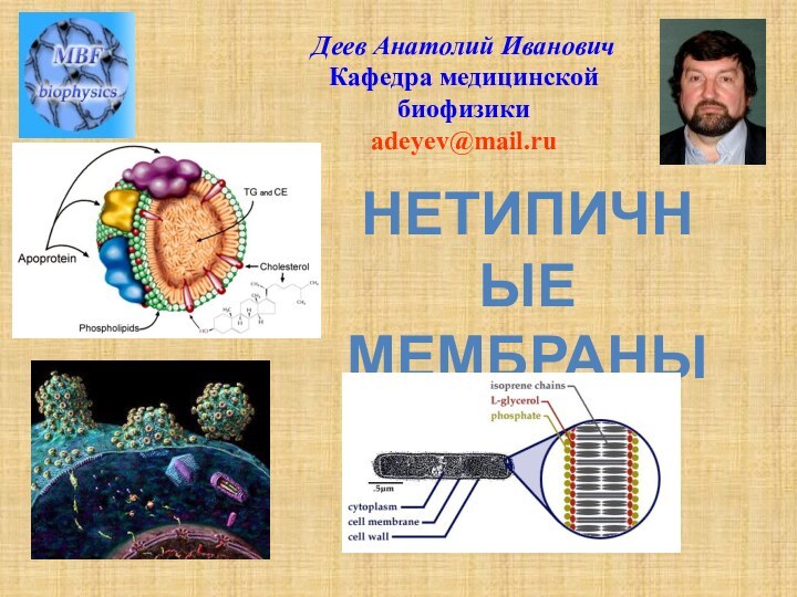 НЕТИПИЧНЫЕМЕМБРАНЫДеев Анатолий ИвановичКафедра медицинской биофизикиadeyev@mail.ru