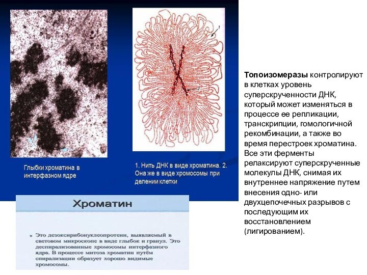 Топоизомеразы контролируют в клетках уровень суперскрученности ДНК, который может изменяться в процессе