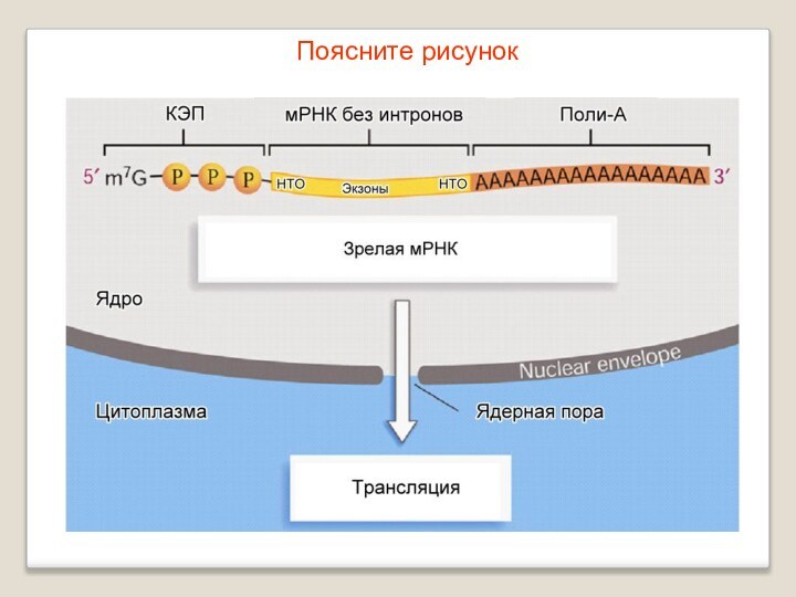 Поясните рисунок