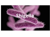 Shigella dysenteriae