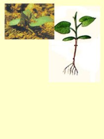 Растения и их корни. Слайды