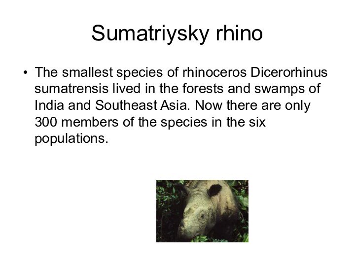 Sumatriysky rhinoThe smallest species of rhinoceros Dicerorhinus sumatrensis lived in the forests