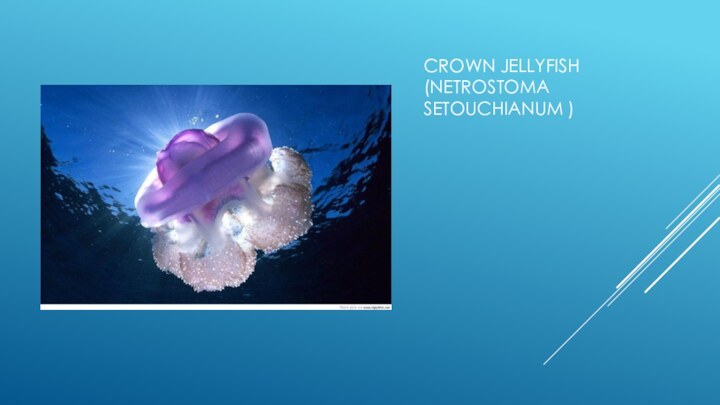 CROWN JELLYFISH (NETROSTOMA SETOUCHIANUM )