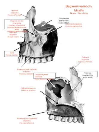 Верхняя челюсть Maxilla