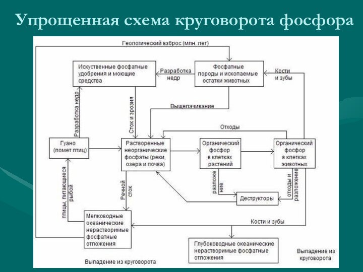 Упрощенная схема круговорота фосфора