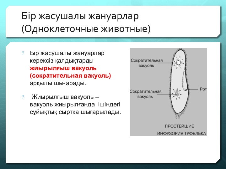 Бір жасушалы жануарлар (Одноклеточные животные)Бір жасушалы жануарлар керексіз қалдықтарды жиырылғыш вакуоль (сократительная