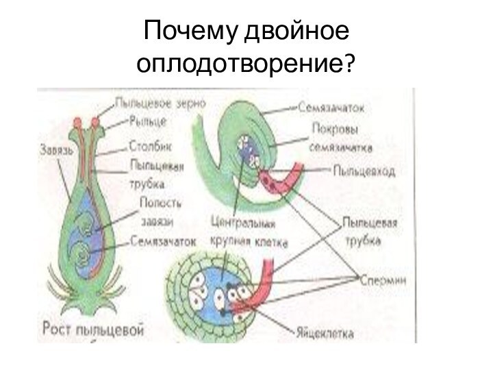 Почему двойное оплодотворение?