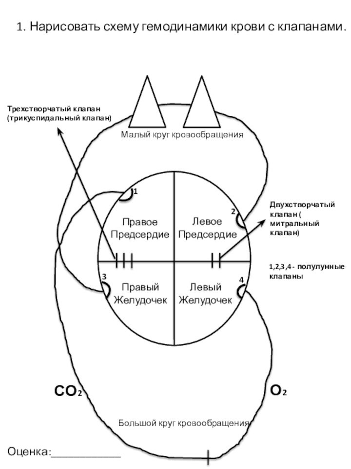 1. Нарисовать схему гемодинамики крови с клапанами.ПравоеПредсердиеЛевоеПредсердиеПравыйЖелудочекЛевыйЖелудочекО2 СО2Двухстворчатый клапан (