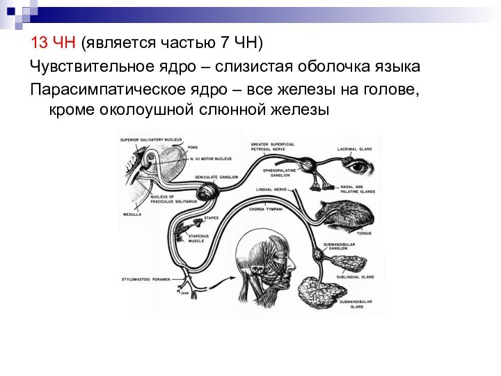 13 ЧН (является частью 7 ЧН)Чувствительное ядро – слизистая оболочка языкаПарасимпатическое ядро