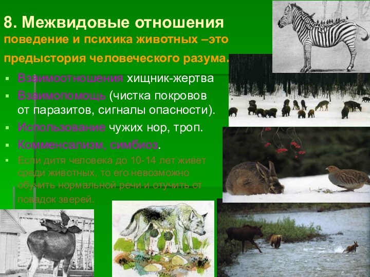 8. Межвидовые отношения  поведение и психика животных –это  предыстория человеческого