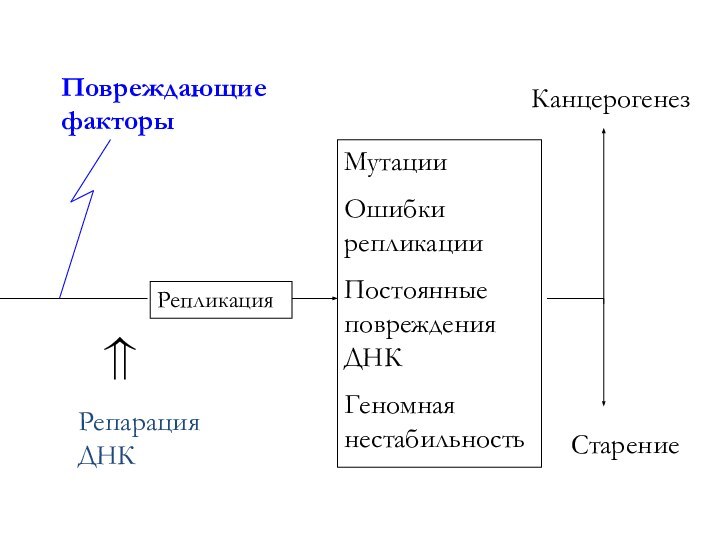 РепликацияМутацииОшибки репликацииПостоянные повреждения ДНКГеномная нестабильность Старение⇒Репарация ДНККанцерогенезПовреждающие факторы