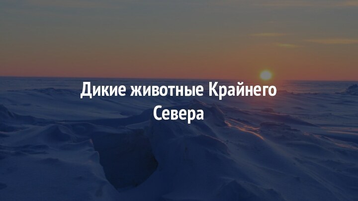 Дикие животные Крайнего Севера