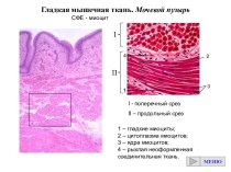 Гладкая мышечная ткань. Мочевой пузырь