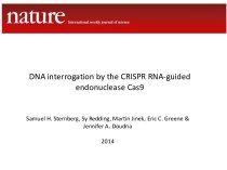 DNA interrogation by the CRISPR RNA-guided endonuclease Cas9