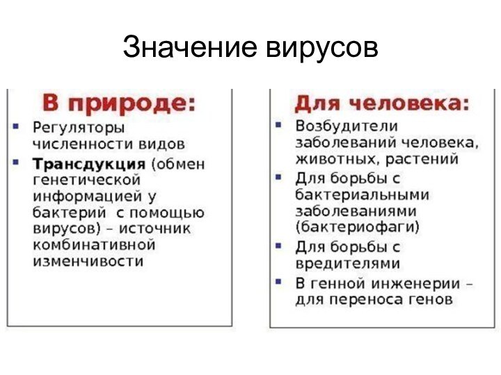 Значение вирусов