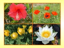 Характерные признаки растений семейства Сложноцветные