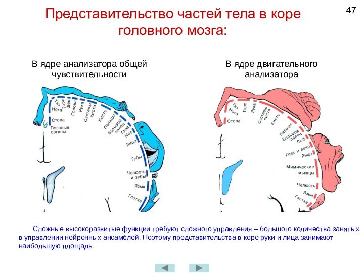 Представительство частей тела в коре головного мозга:В ядре анализатора общей чувствительностиВ ядре