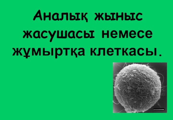 Аналық жыныс жасушасы немесе жұмыртқа клеткасы.