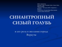 Синантропный сизый голубь в городе