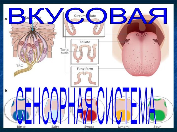 ВКУСОВАЯСЕНСОРНАЯ СИСТЕМА