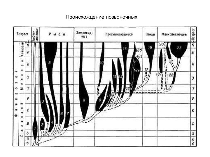 Происхождение позвоночных