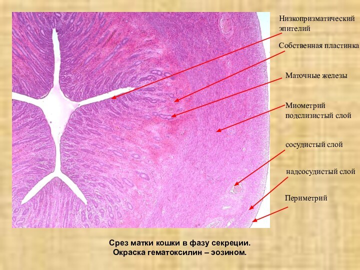 Срез матки кошки в фазу секреции. Окраска гематоксилин – эозином.НизкопризматическийэпителийСобственная пластинкаМаточные железыМиометрийподслизистый слойсосудистый слойнадсосудистый слойПериметрий