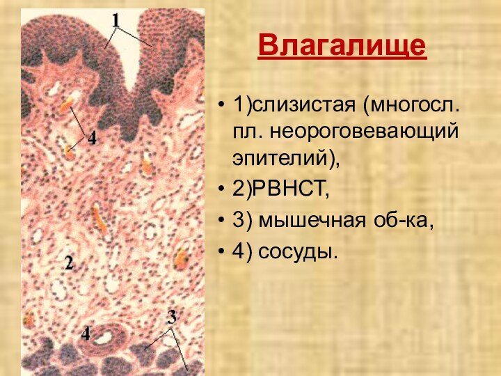 Влагалище1)слизистая (многосл. пл. неороговевающий эпителий),2)РВНСТ,3) мышечная об-ка,4) сосуды.