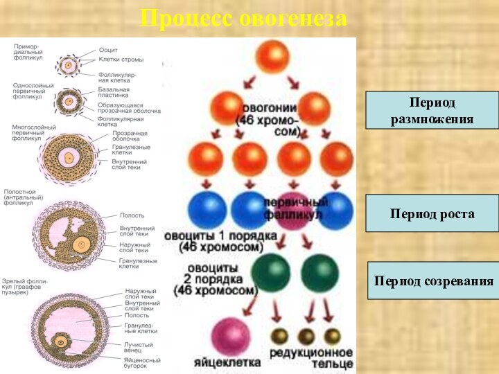 Процесс овогенезаПериод размноженияПериод ростаПериод созревания
